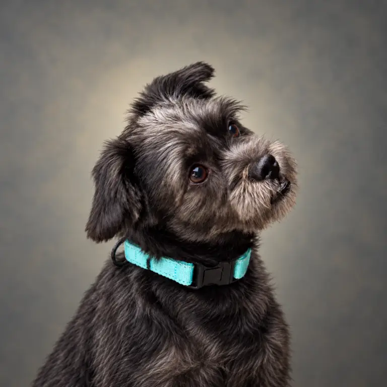 Perry, IE SafeSpace mascot, wearing a turquoise collar against a gray studio background